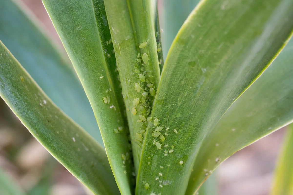 Close-up of Aphids on Yucca Plant - diagnostic detail