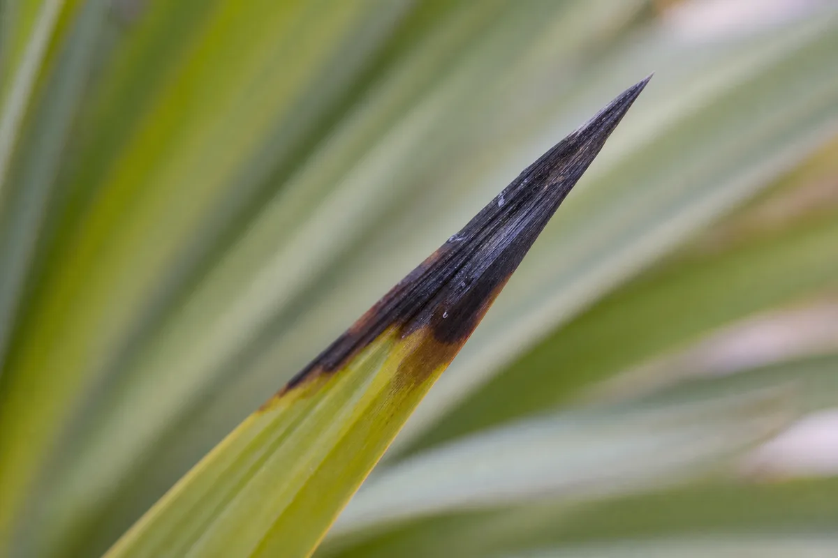 Close-up of Cold Damage on Yucca Plant - diagnostic detail