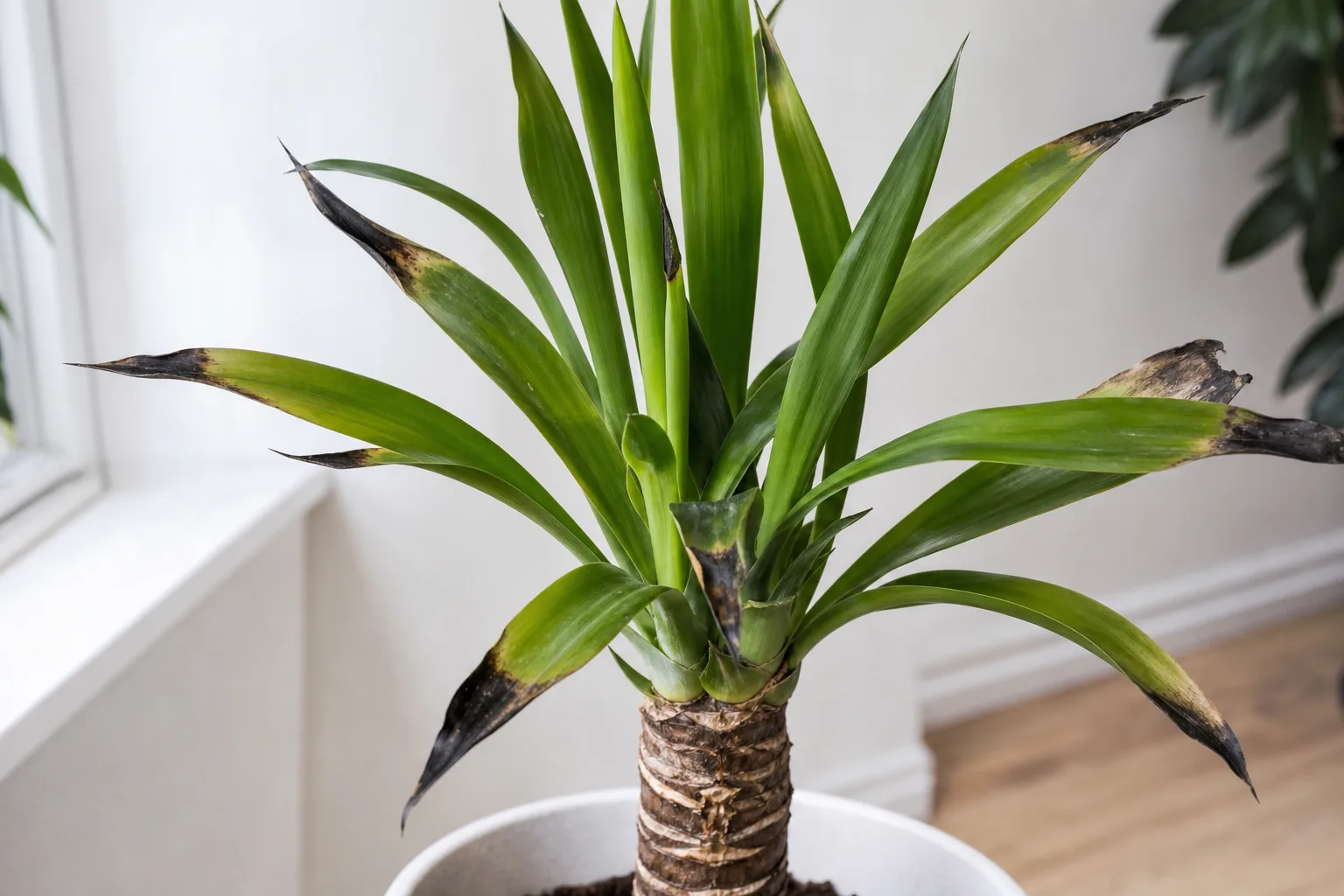 Cold Damage on Yucca Plant - visible symptom on the plant