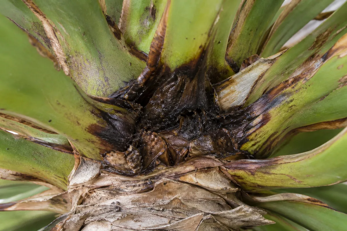 Close-up of Crown Rot on Yucca Plant - diagnostic detail