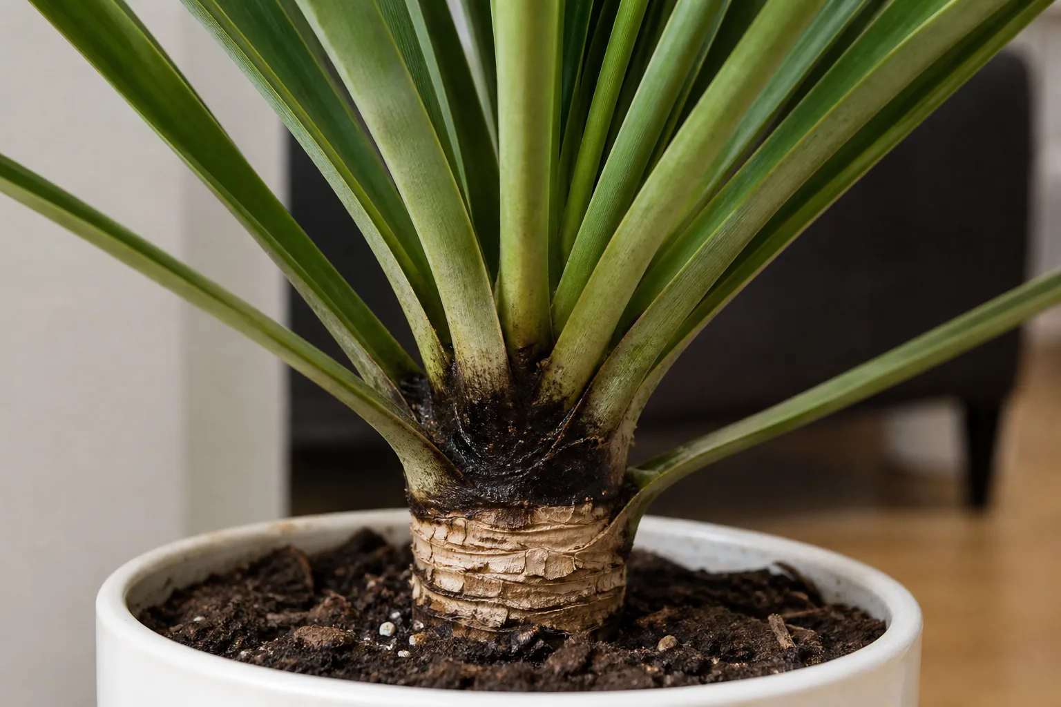 Crown Rot on Yucca Plant - visible symptom on the plant