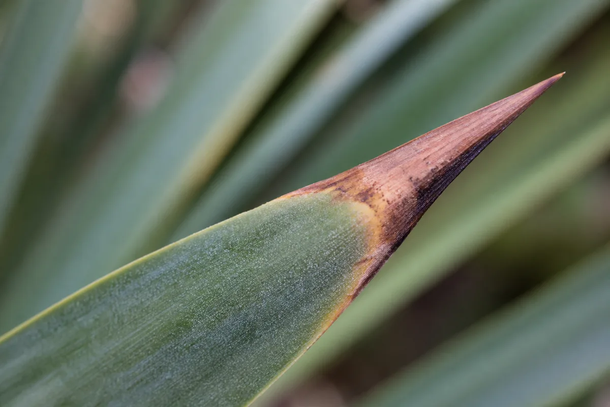 Close-up of Fertilizer Burn on Yucca Plant - diagnostic detail