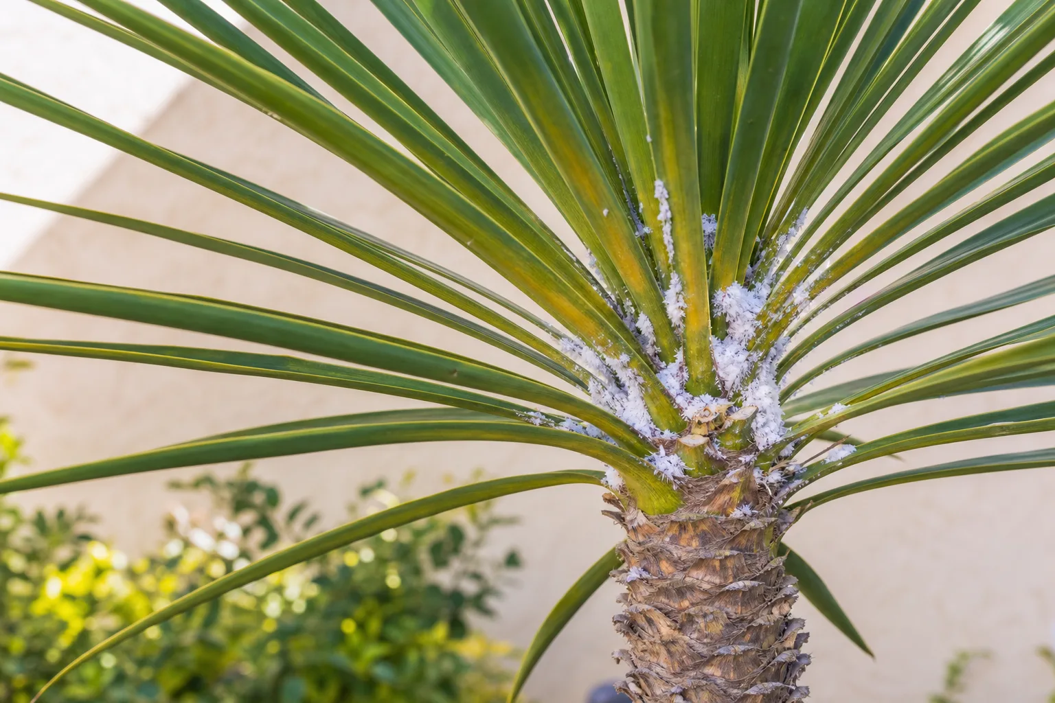 Mealybugs on Yucca Plant - visible symptom on the plant