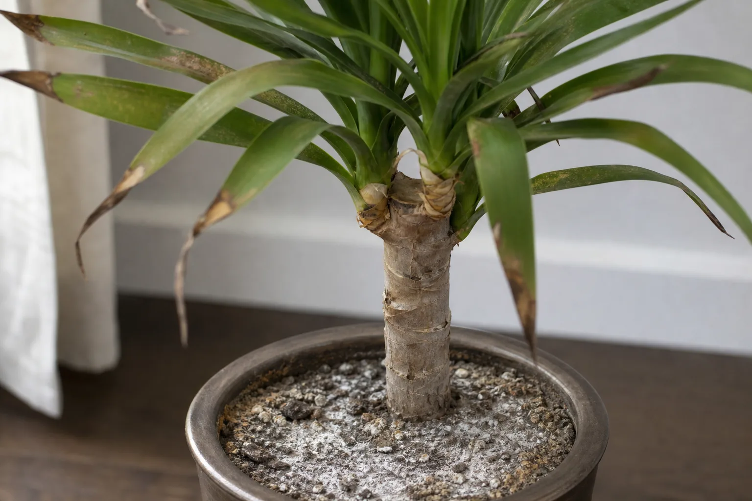Overfertilization on Yucca Plant - visible symptom on the plant