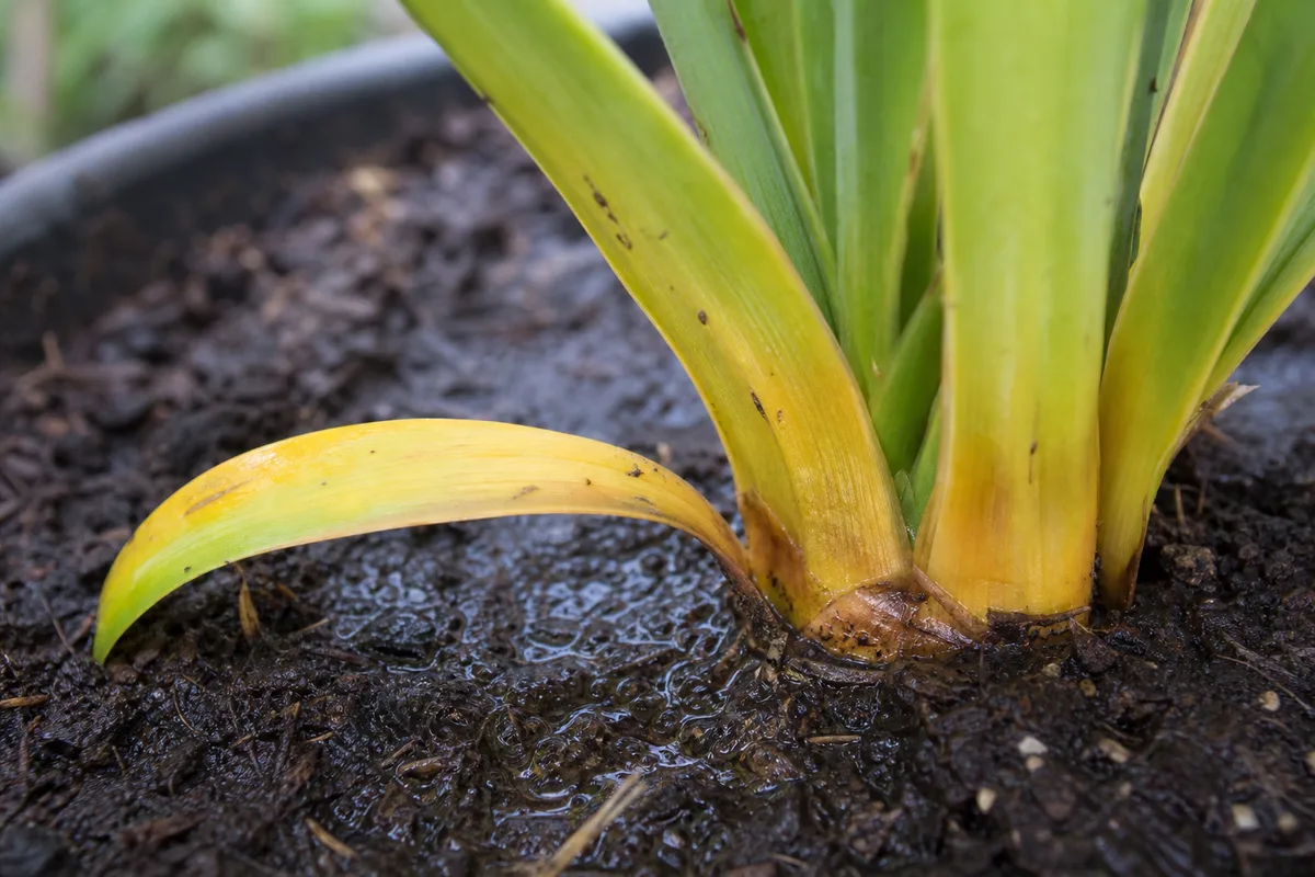 Close-up of Overwatering on Yucca Plant - diagnostic detail