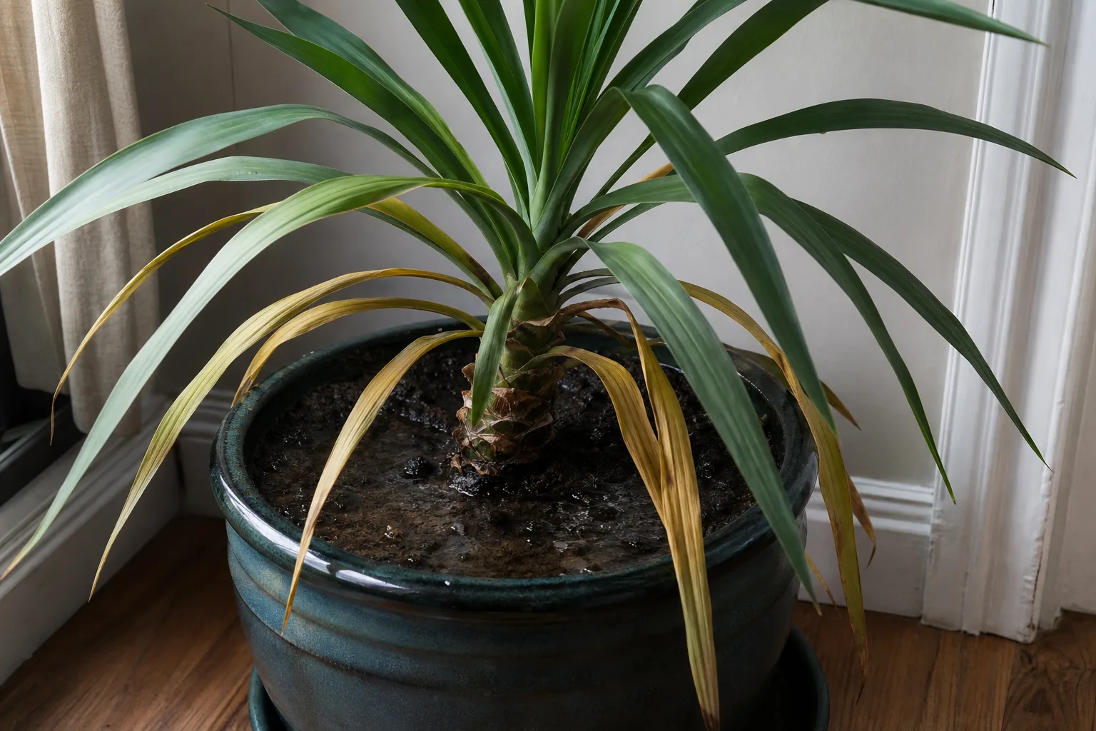 Poor Drainage on Yucca Plant - visible symptom on the plant