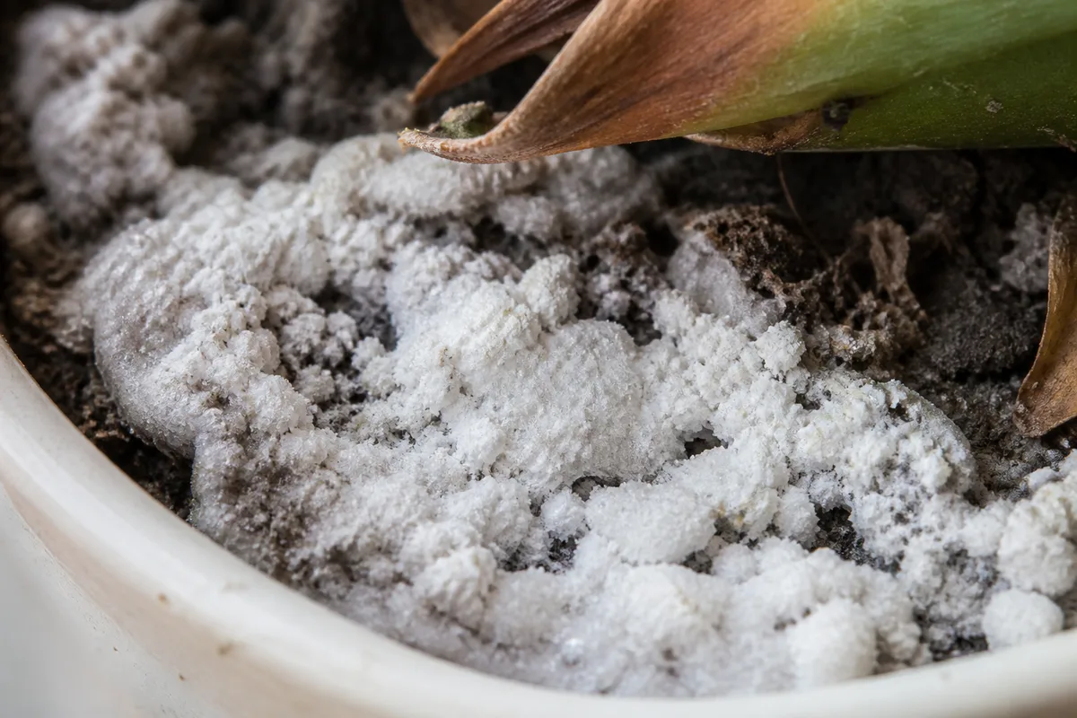 Close-up of Salt Build-up on Yucca Plant - diagnostic detail