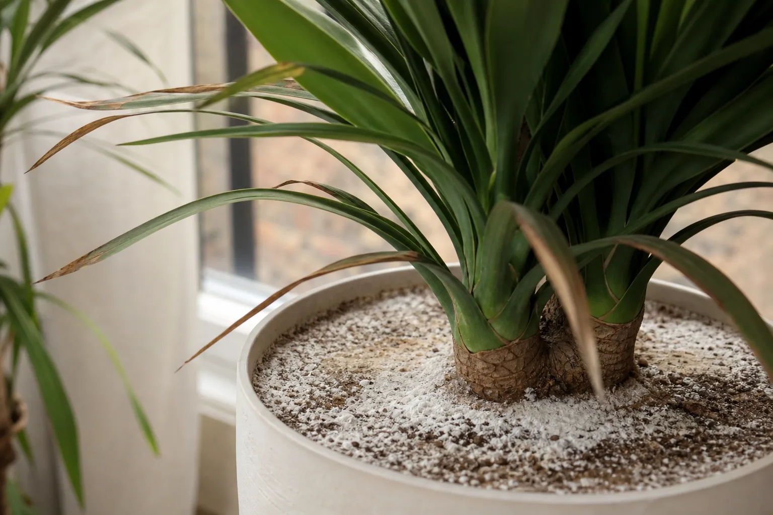 Salt Build-up on Yucca Plant - visible symptom on the plant