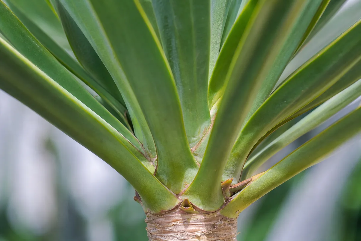 Close-up of Slow Growth on Yucca Plant - diagnostic detail