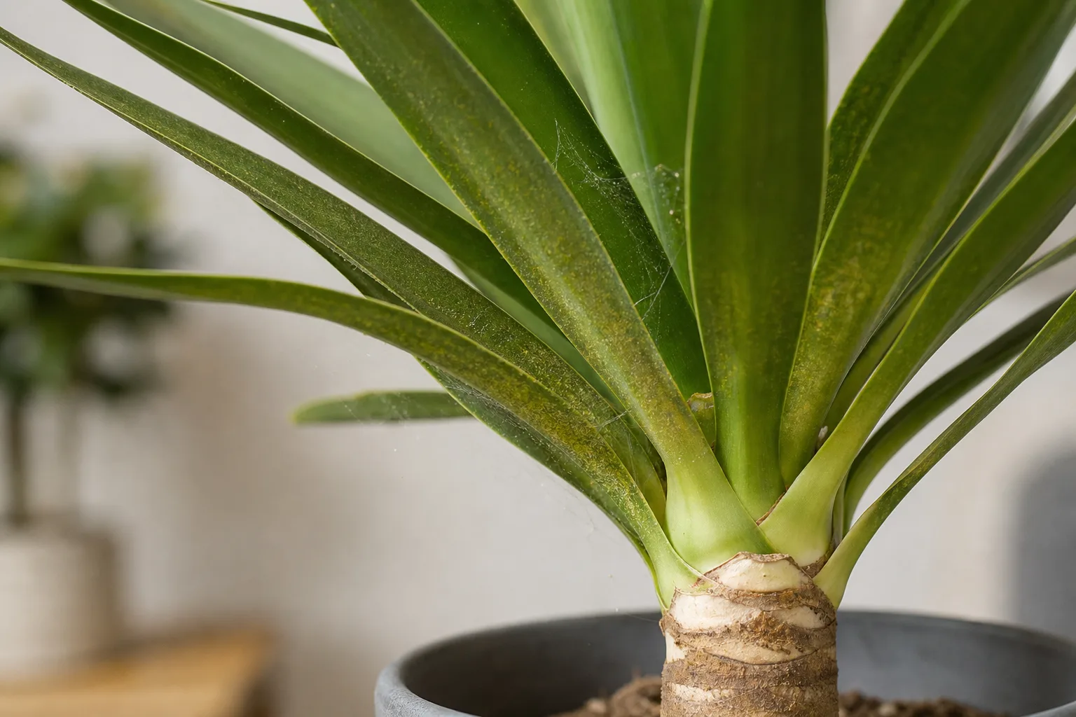 Spider Mites on Yucca Plant - visible symptom on the plant