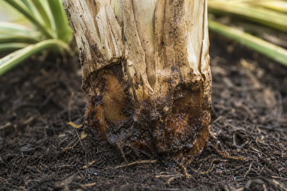Close-up of Stem Rot on Yucca Plant - diagnostic detail