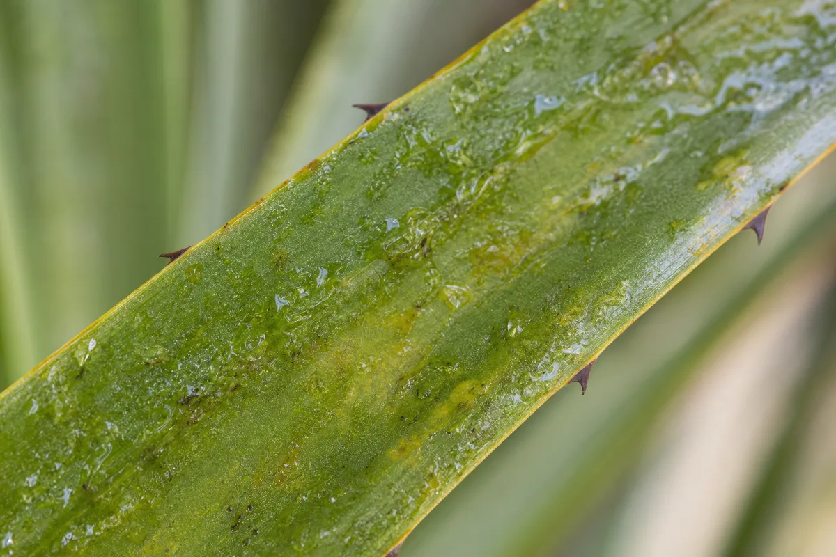Close-up of Sticky Leaves on Yucca Plant - diagnostic detail