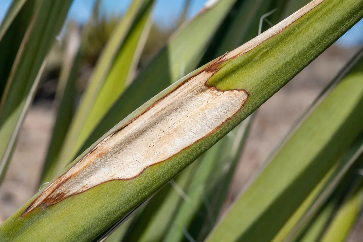 Close-up of Sunburn / Scorched Leaves on Yucca Plant - diagnostic detail