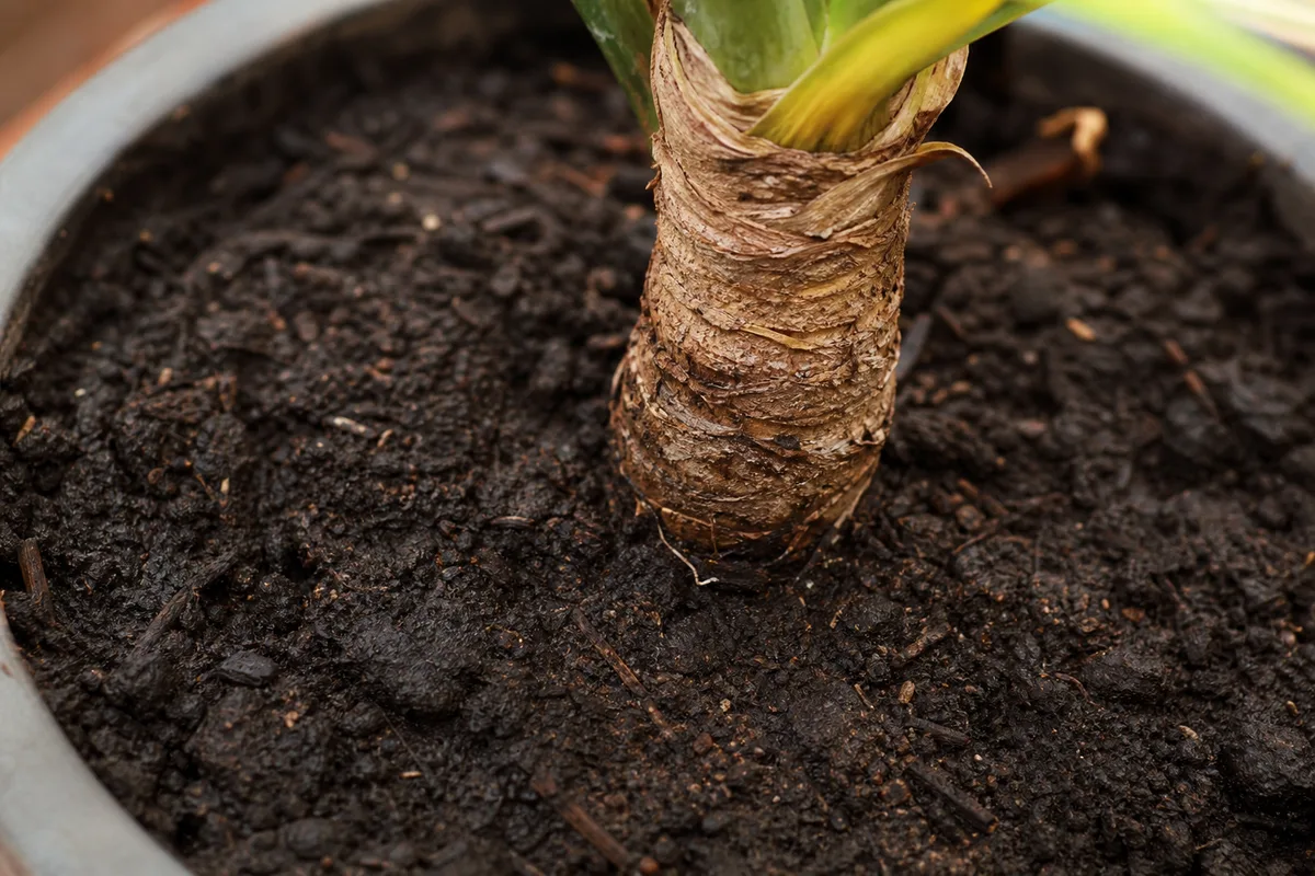 Close-up of Wrong Soil Mix on Yucca Plant - diagnostic detail
