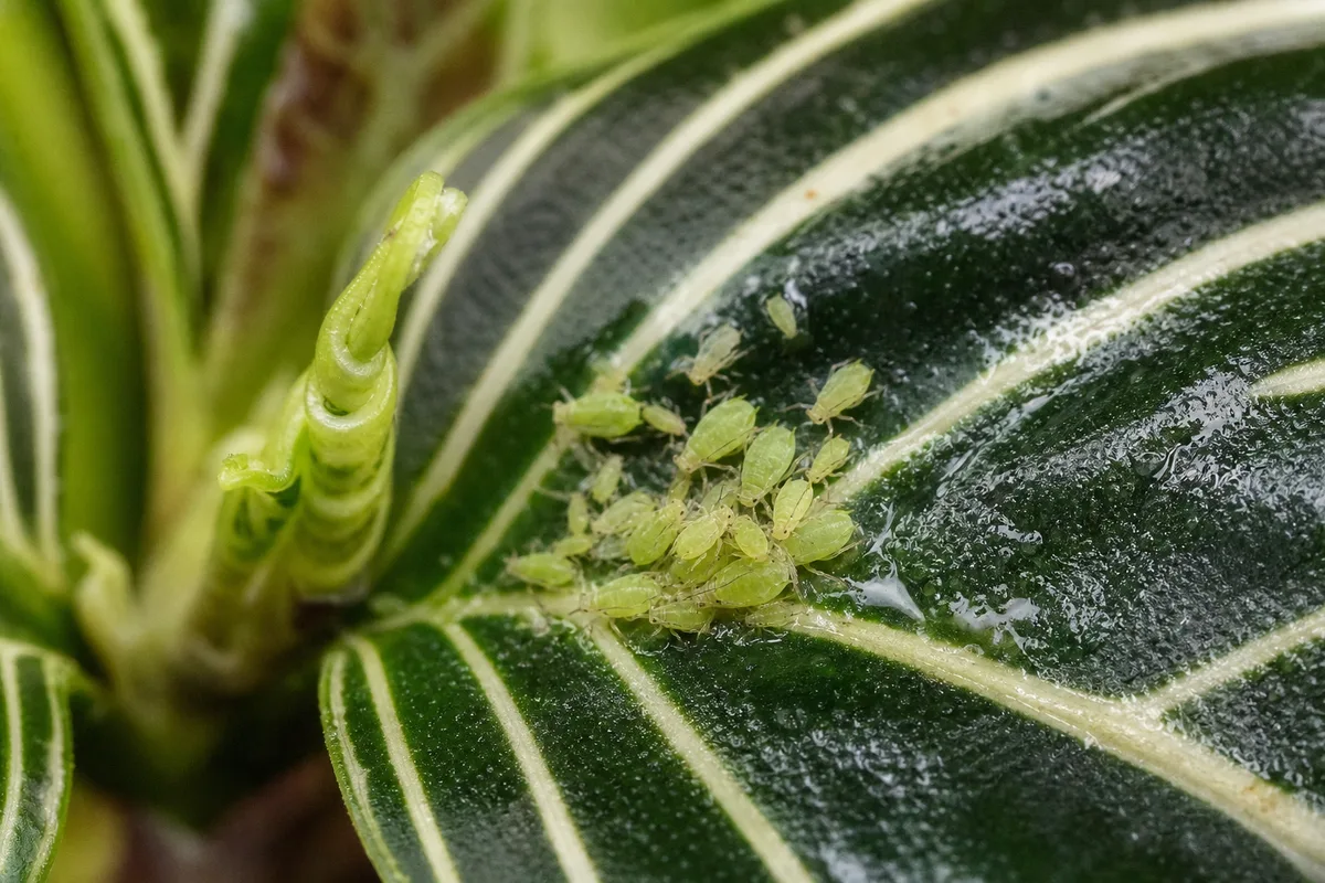 Close-up of Aphids on Zebra Plant - diagnostic detail