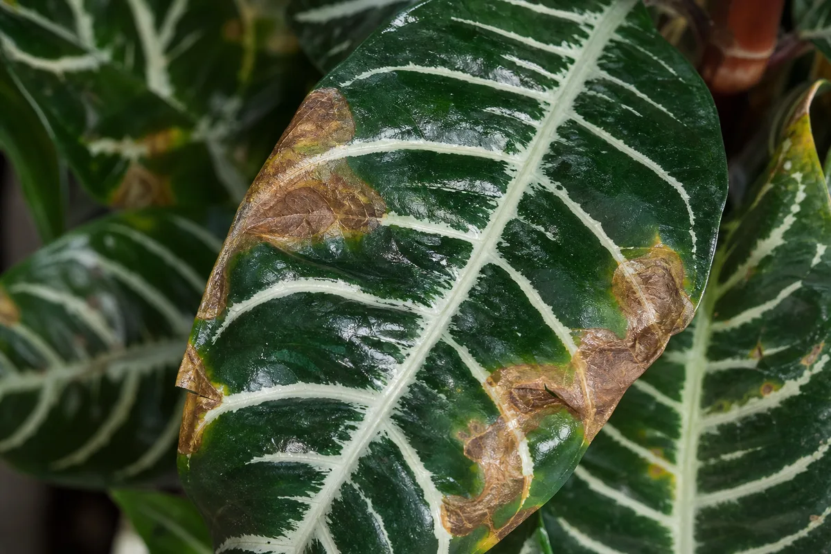 Close-up of Brown Leaves on Zebra Plant - diagnostic detail