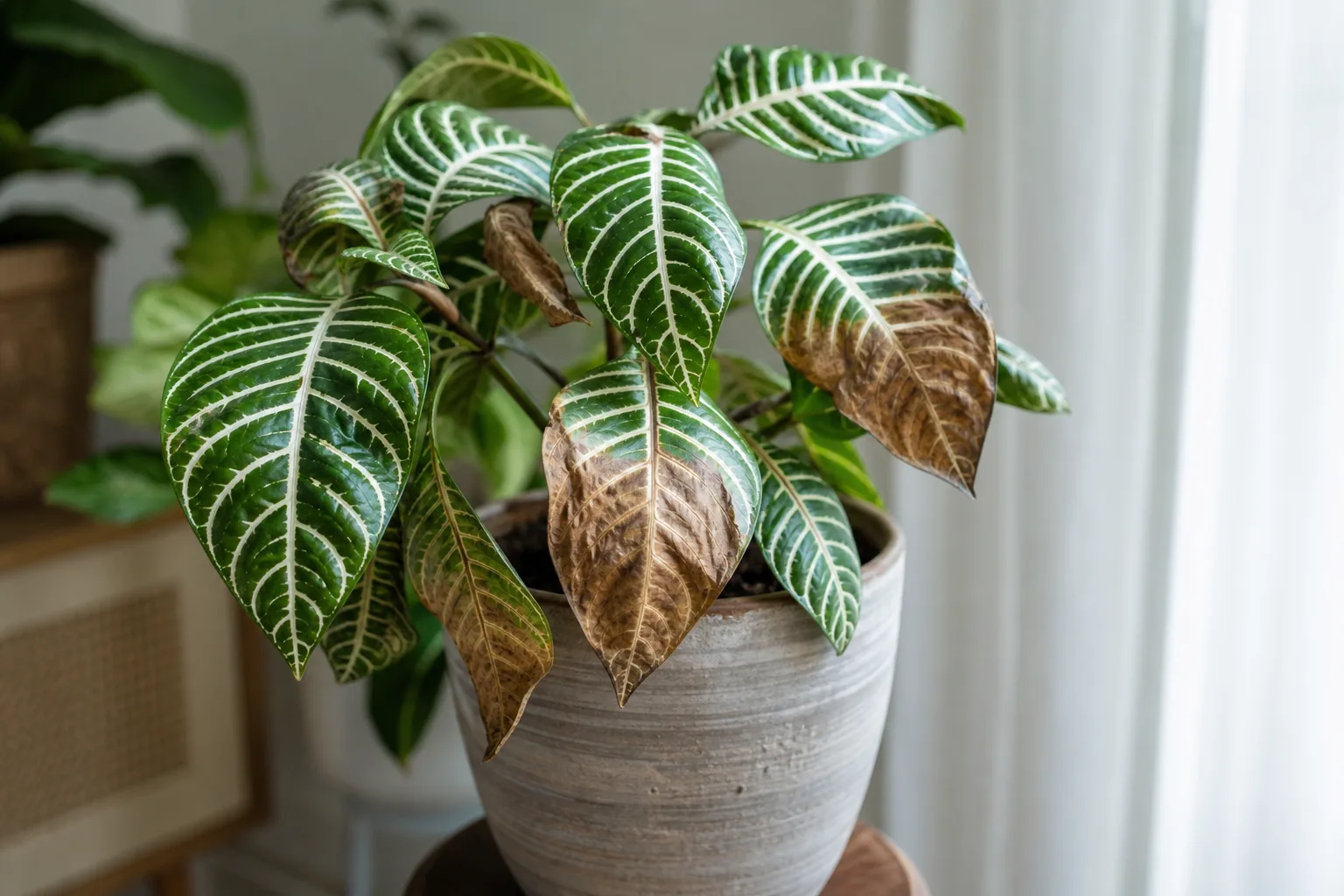 Brown Leaves on Zebra Plant - visible symptom on the plant
