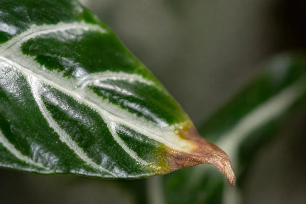 Close-up of Brown Tips on Zebra Plant - diagnostic detail