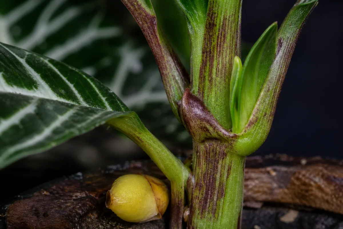 Close-up of Bud Drop on Zebra Plant - diagnostic detail