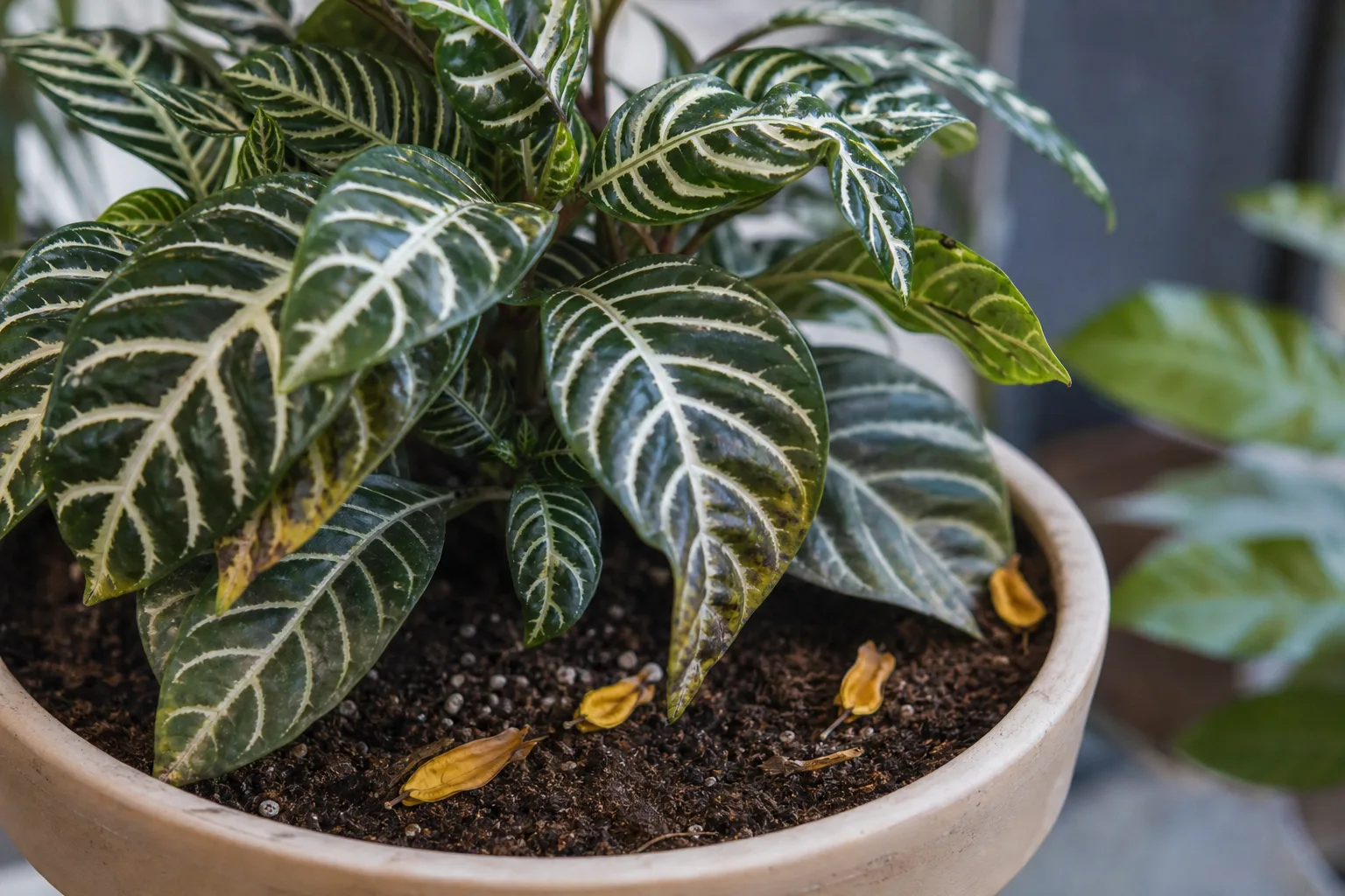 Bud Drop on Zebra Plant - visible symptom on the plant