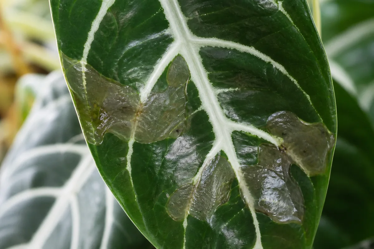 Close-up of Cold Damage on Zebra Plant - diagnostic detail