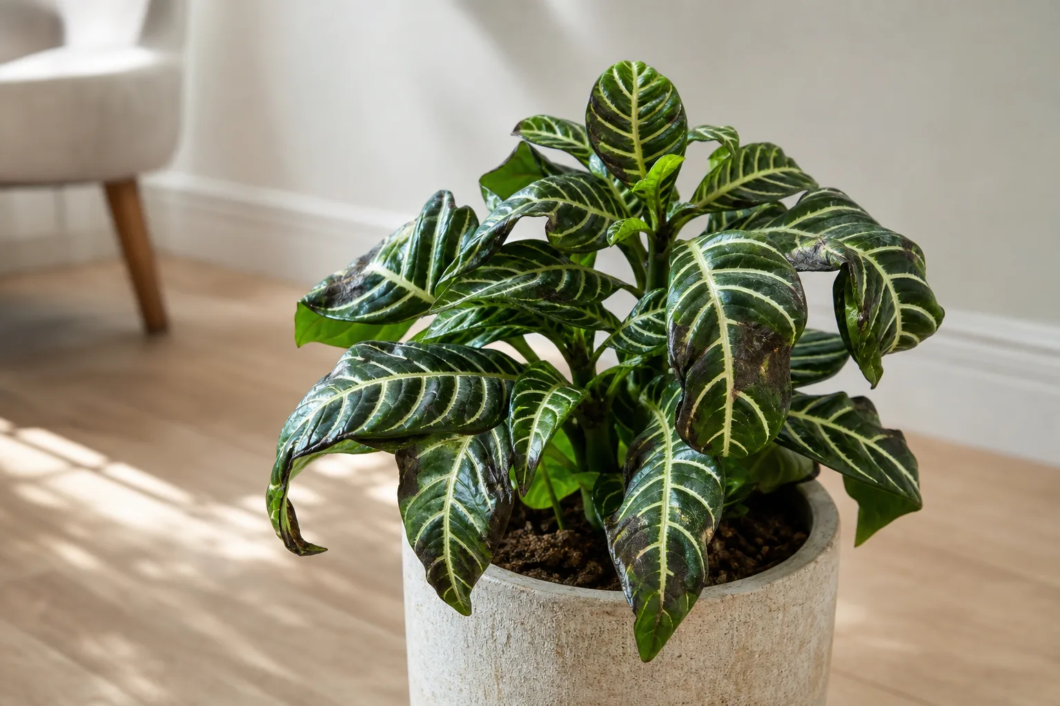 Cold Damage on Zebra Plant - visible symptom on the plant