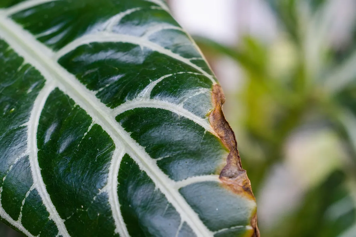 Close-up of Crispy Leaves on Zebra Plant - diagnostic detail