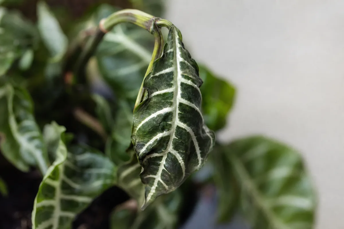 Close-up of Drooping Leaves on Zebra Plant - diagnostic detail