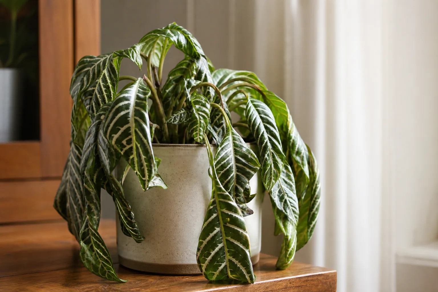 Drooping Leaves on Zebra Plant - visible symptom on the plant