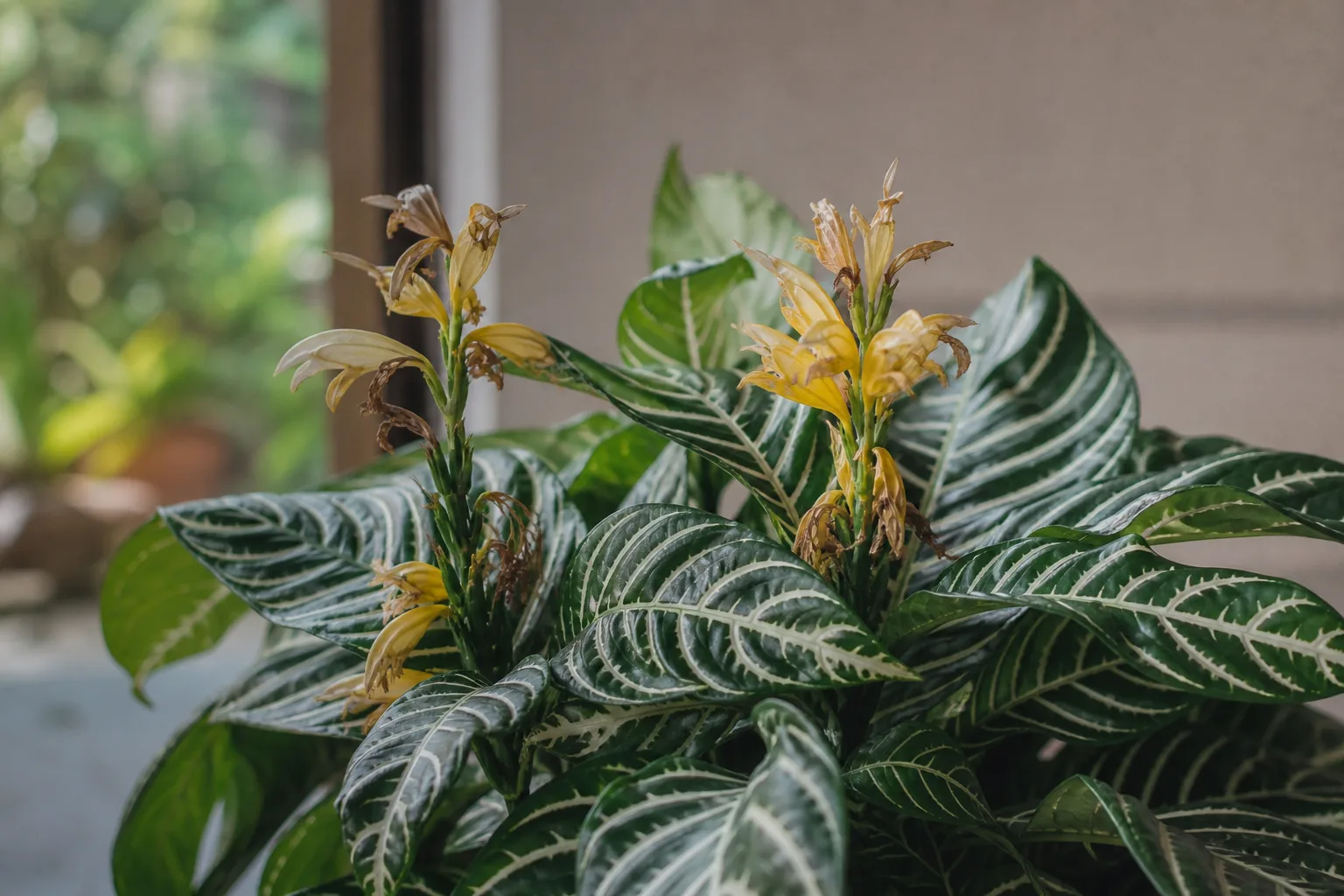 Faded Flowers on Zebra Plant - visible symptom on the plant