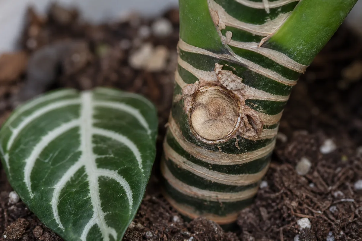 Close-up of Leaf Drop on Zebra Plant - diagnostic detail