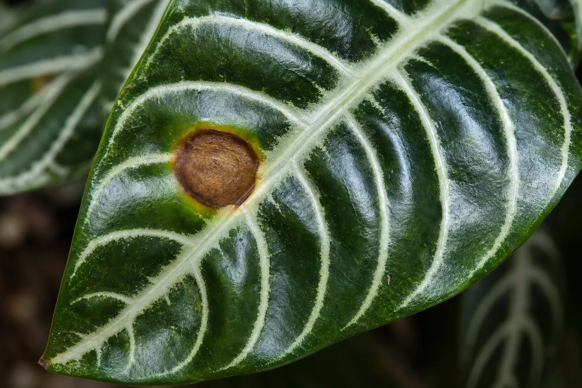 Close-up of Leaf Spot Disease on Zebra Plant - diagnostic detail