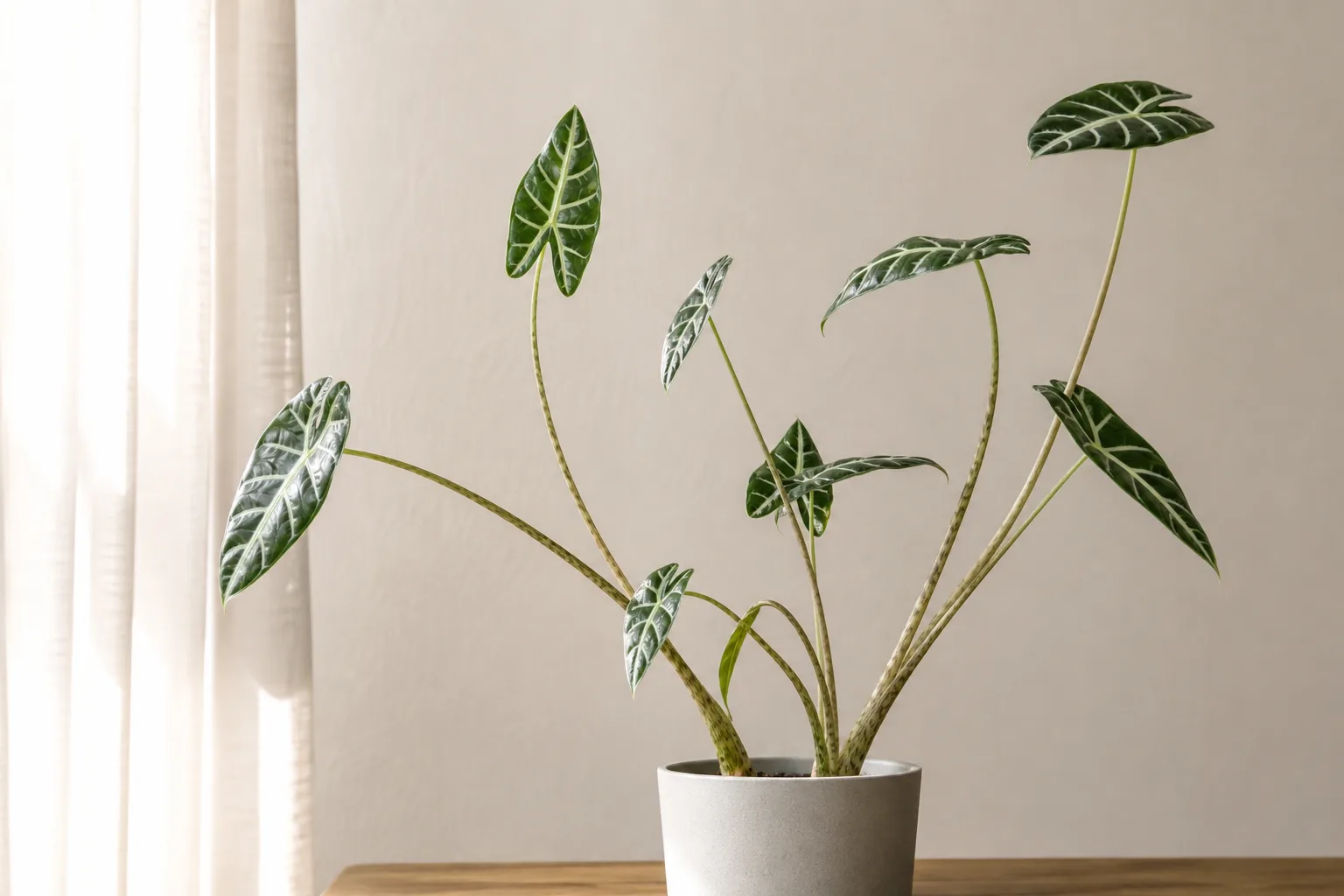Leggy Growth on Zebra Plant - visible symptom on the plant