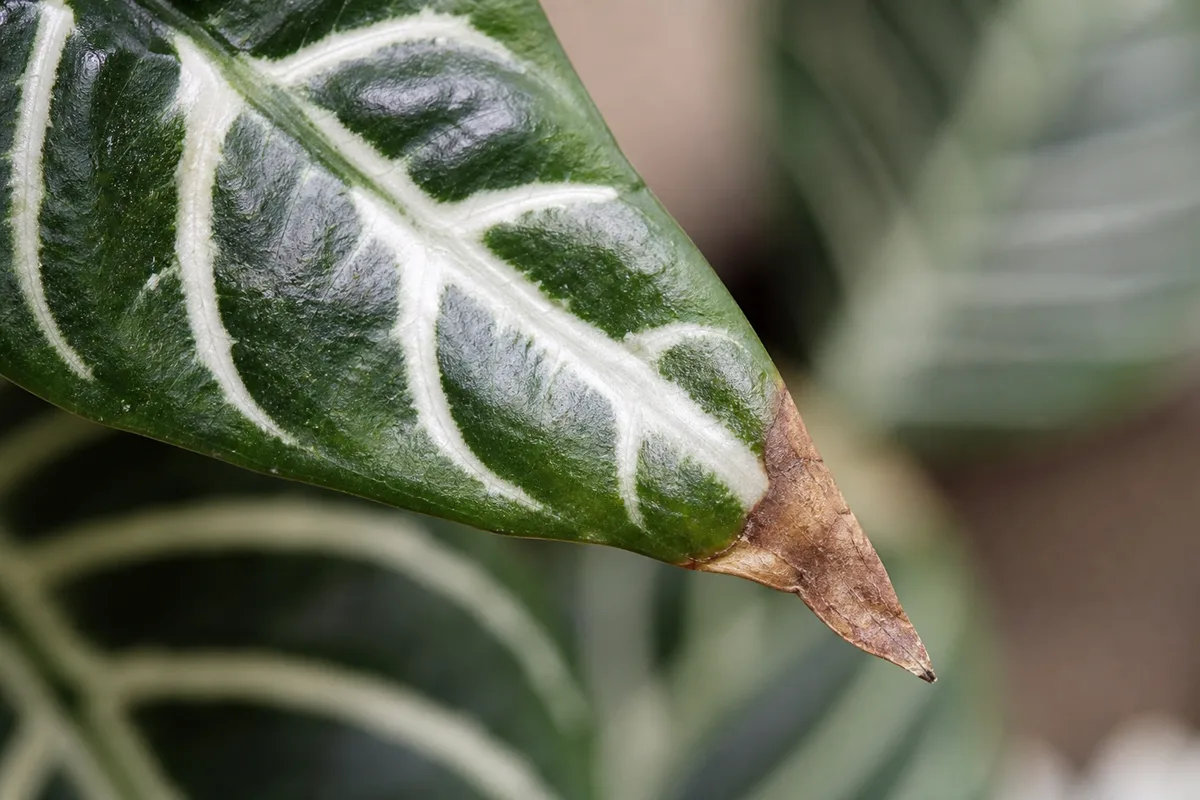 Close-up of Low Humidity on Zebra Plant - diagnostic detail