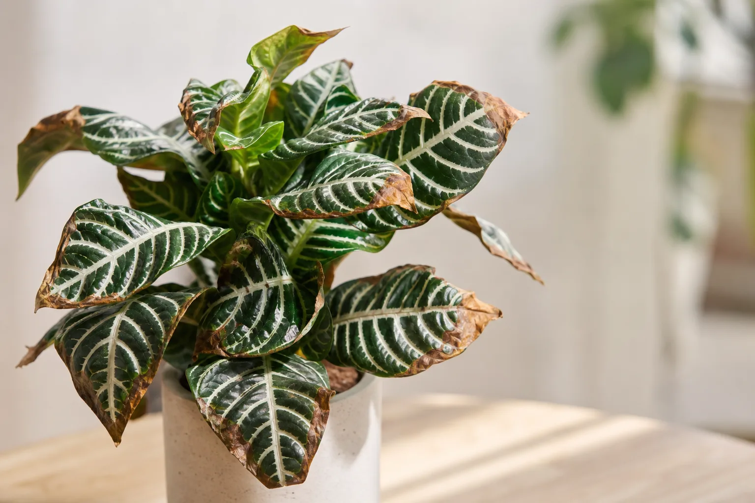 Low Humidity on Zebra Plant - visible symptom on the plant