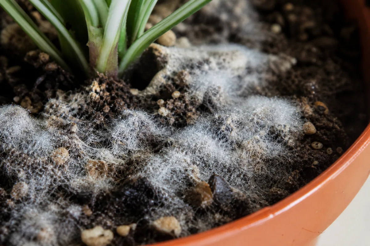 Close-up of Mold on Soil on Zebra Plant - diagnostic detail