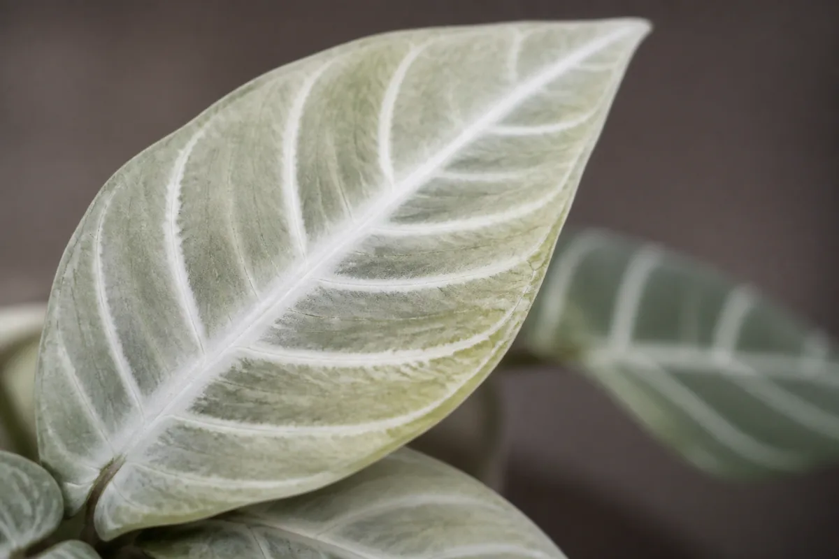 Close-up of Not Enough Light on Zebra Plant - diagnostic detail