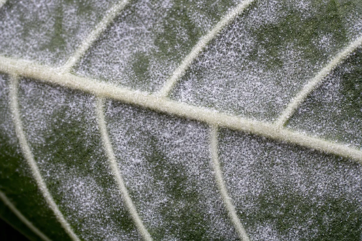Close-up of Powdery Mildew on Zebra Plant - diagnostic detail