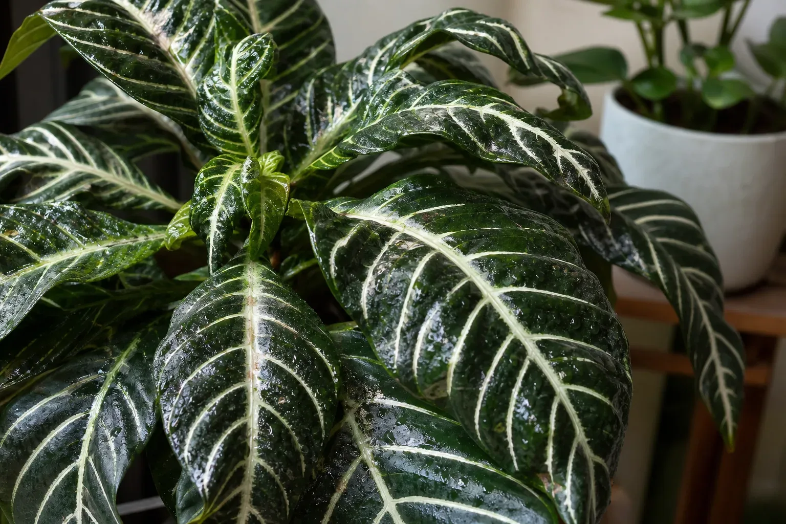 Sticky Leaves on Zebra Plant - visible symptom on the plant