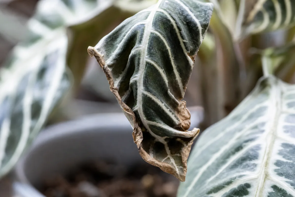 Close-up of Water Stress on Zebra Plant - diagnostic detail
