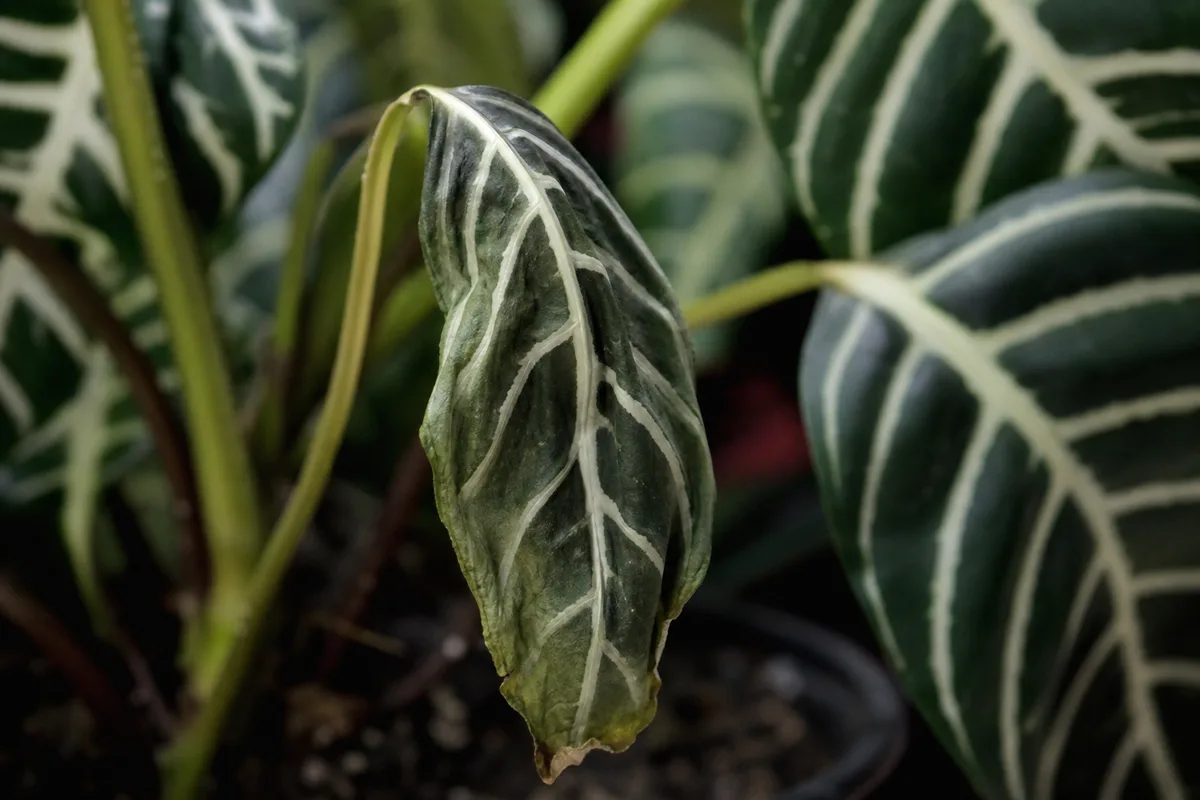 Close-up of Wilting on Zebra Plant - diagnostic detail