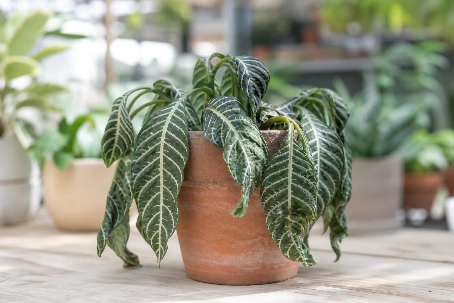 Wilting on Zebra Plant - visible symptom on the plant