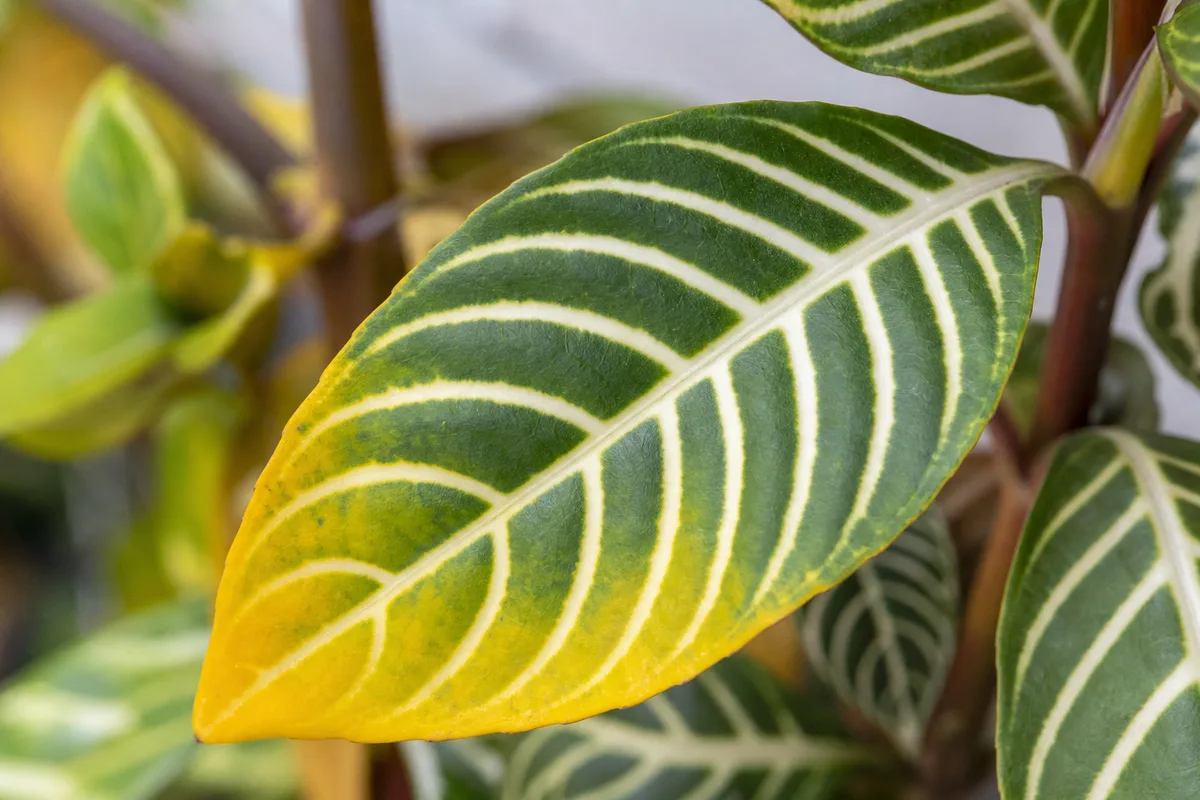 Close-up of Yellow Leaves on Zebra Plant - diagnostic detail