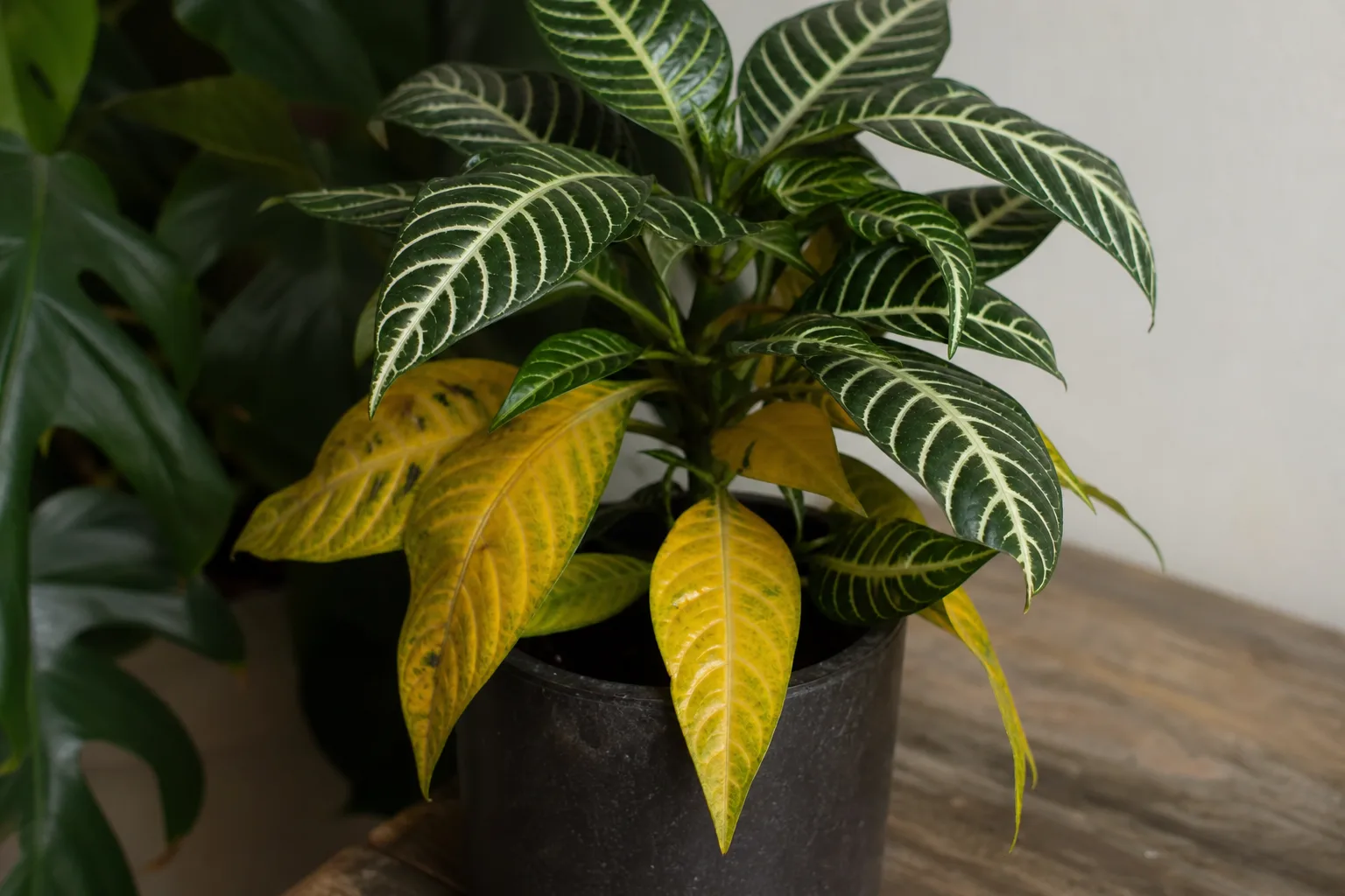 Yellow Leaves on Zebra Plant - visible symptom on the plant