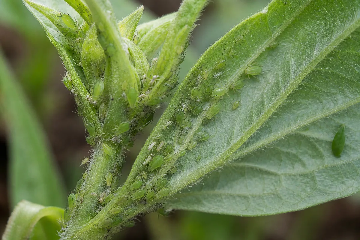 Close-up of Aphids on Zinnia - diagnostic detail