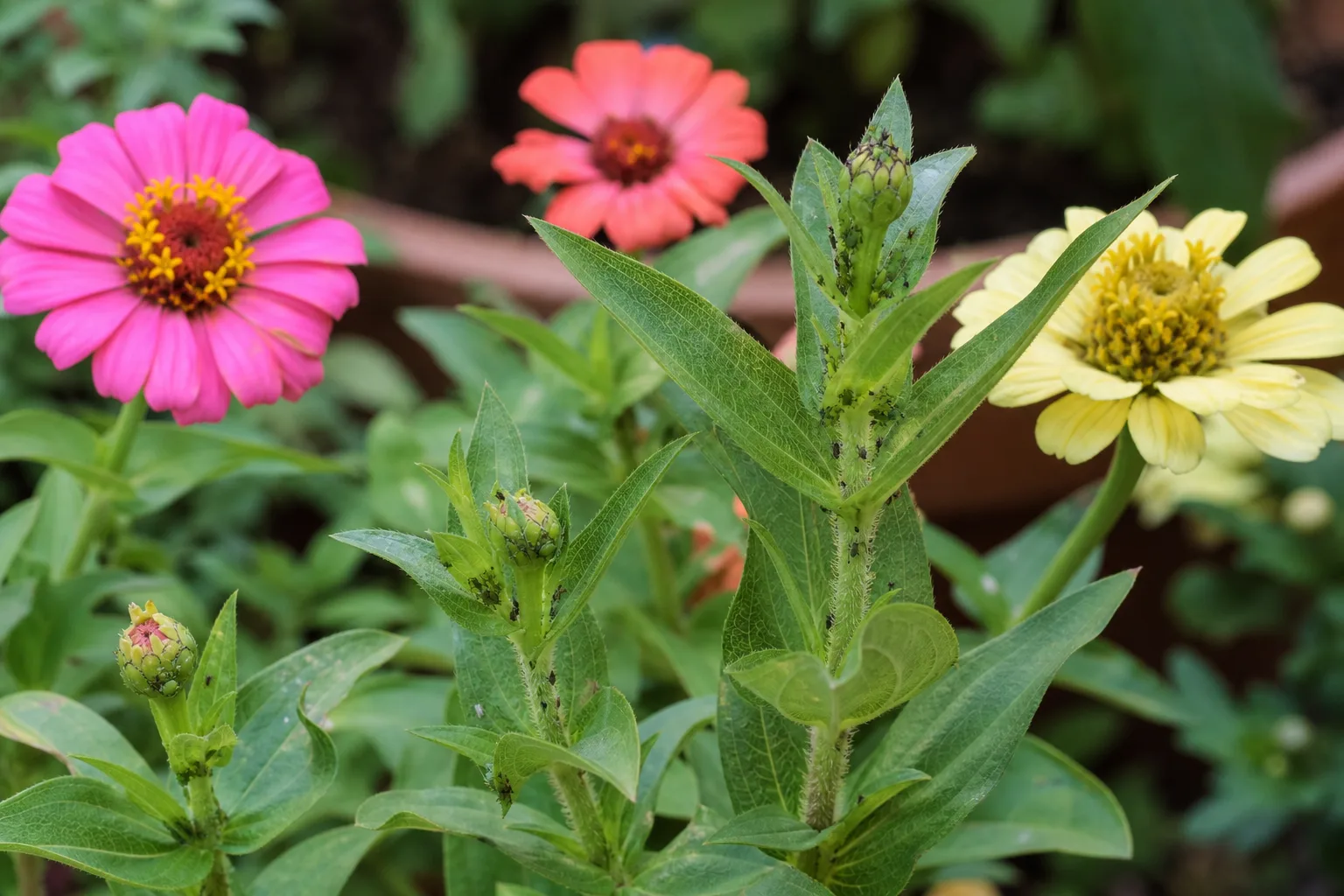 Aphids on Zinnia - visible symptom on the plant