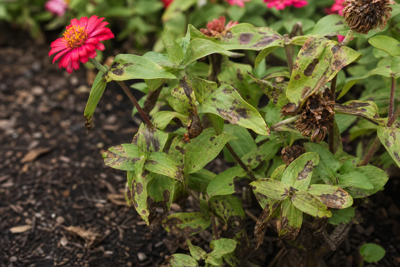 Blight on Zinnia - visible symptom on the plant