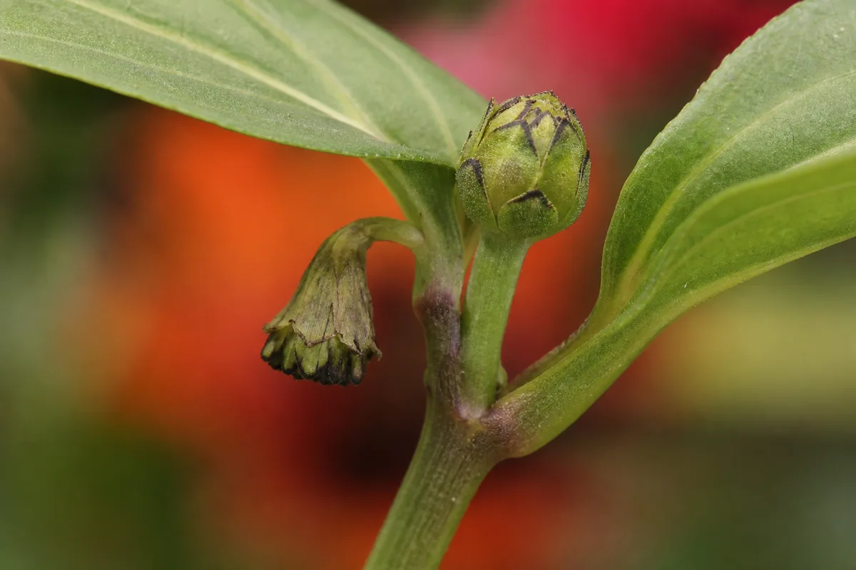 Close-up of Bud Drop on Zinnia - diagnostic detail