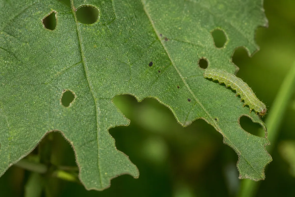 Close-up of Caterpillars on Zinnia - diagnostic detail
