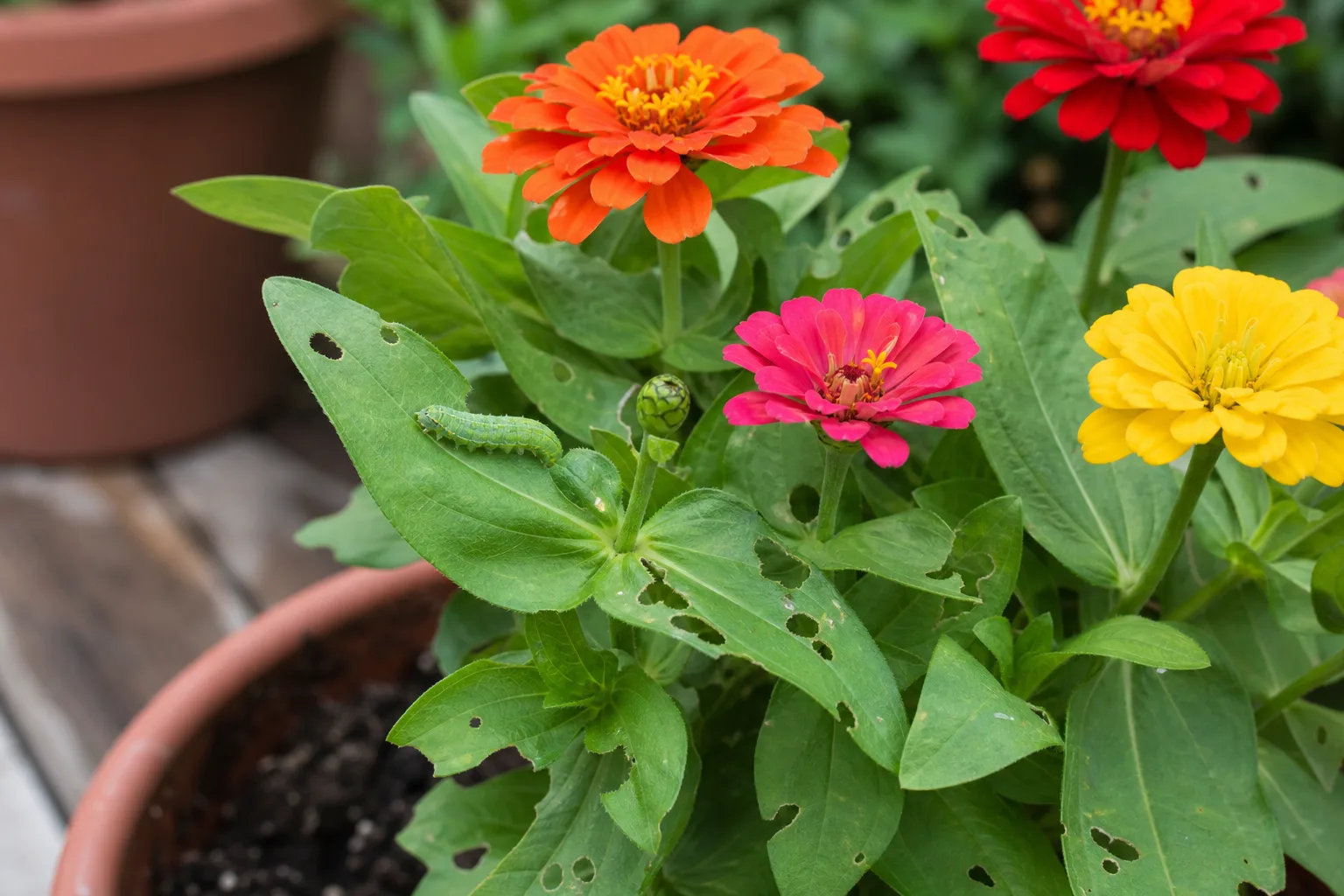Caterpillars on Zinnia - visible symptom on the plant